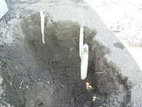 spargel1